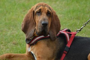 While Bloodhounds work well as hunting breeds, they also work in search and rescue now