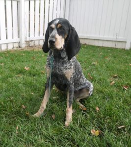 Coonhounds are a scent hound that often tree their game