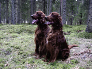 Boykin Spaniels are adept hunting breeds, though you need to clean their coats carefully