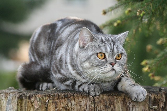 British Shorthairs remind people of the Cheshire Cat, earning their place as one of the most expensive cat breeds