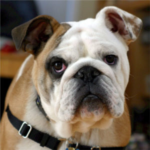 English Bulldogs enjoy continued popularity with their wrinkled faces