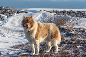 The Canadian Eskimo Dog may be one of the rarest breeds in the world