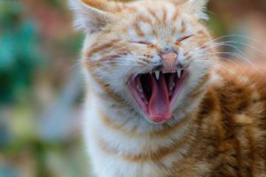Cat dental treats help protect your cat's teeth and gums