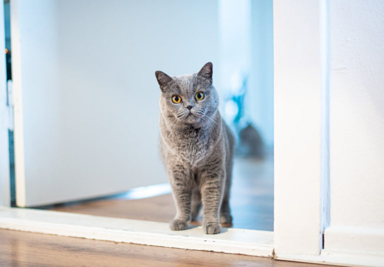 Cat doors eliminate the need to constantly open and close doors