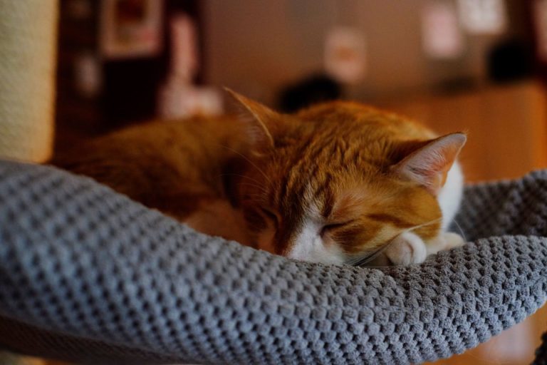 Cat hammocks let your kitty snooze in ultimate comfort
