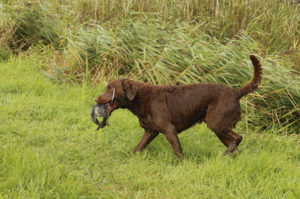 Chesapeake Bay Retrievers were developed entirely within the U.S.