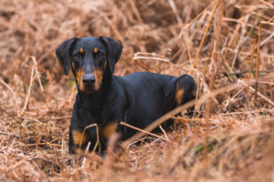 Doberman Pinschers may be guard dogs, but they're also intelligent