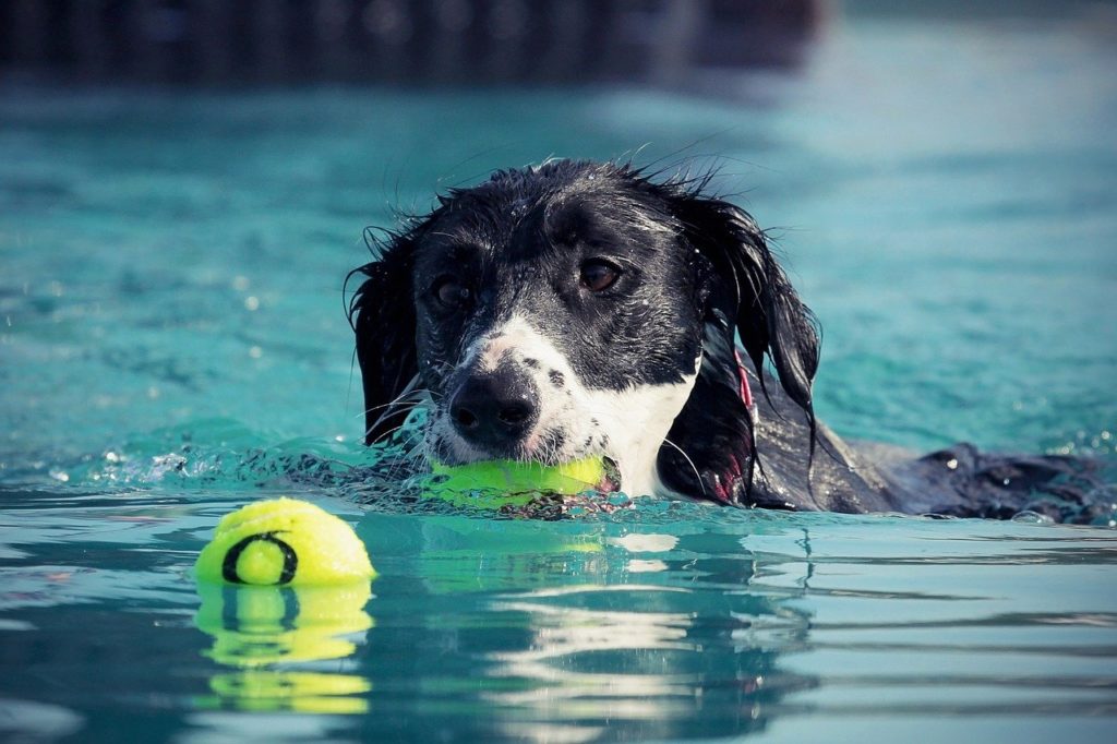 Some dogs swim without a problem