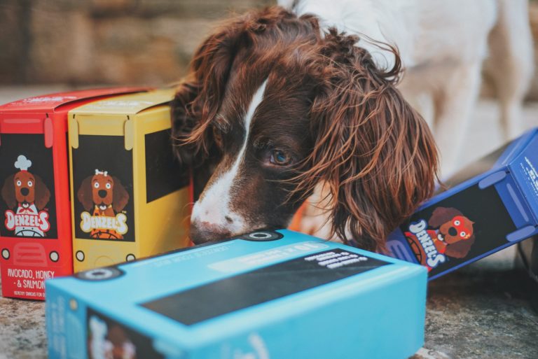 Dog subscription boxes mean something new and exciting every month