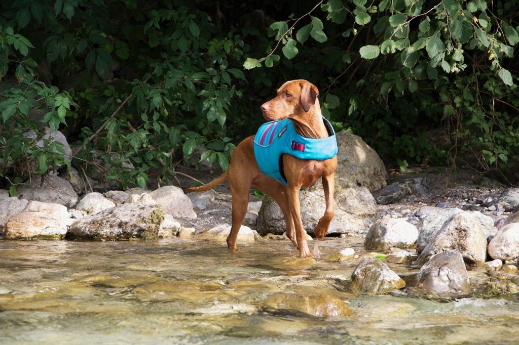 A properly fitted lifejacket is a must for water activities