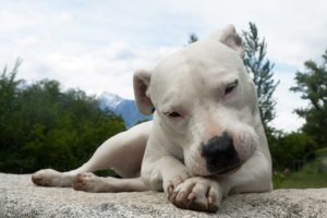 Dogo Argentinos are one of the most expensive dog breeds, but their also illegal in many places