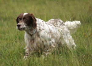 English Setters have level reputations in the field