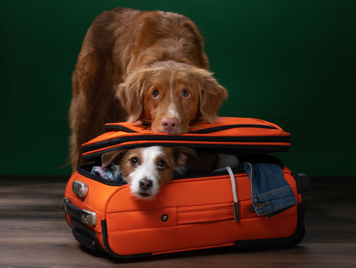 Flying with a Dog Everything You Need to Know Before You Book