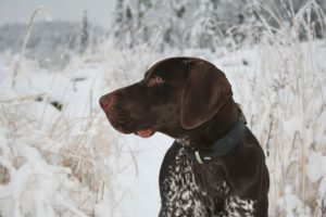 German Shorthaired Pointers are one of the most recognized hunting breeds