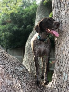German Shorthaired Pointers are popular hunting dogs