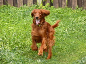 Irish Setters have reputations as hunting breeds and sweet family dogs