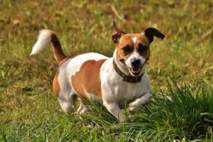 Jack Russell Terriers flush small game animals