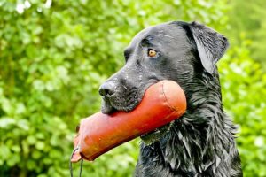 Labrador Retrievers are one of the most intelligent dogs