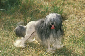 Löwchens are one of the most expensive dog breeds due to their rarity