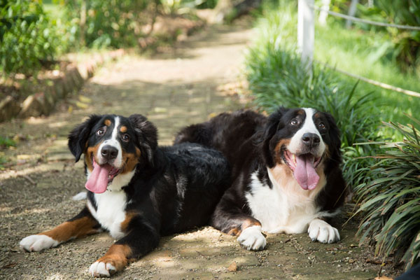 Bernese Mountain Dogs have a long history as working dogs