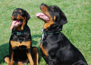 Rottweilers, surprisingly, appear on the list of most expensive dog breeds despite their popularity