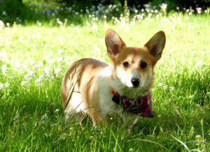 Pembroke Welsh Corgis moved into the top ten of the most popular dog breeds for the first time