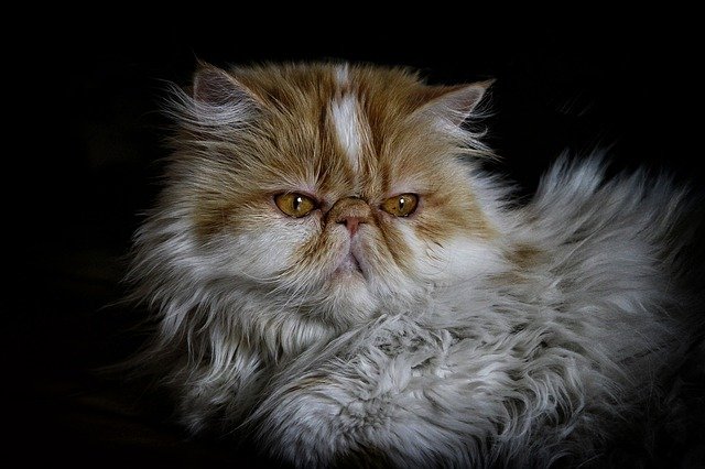 With their flat faces, Persians have special health concerns
