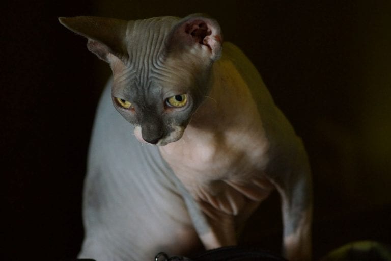 Similar to the Sphynx, Peterbalds are one of the hairless cat breeds