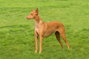 Pharaoh Hounds require owners who understand their high stress risks