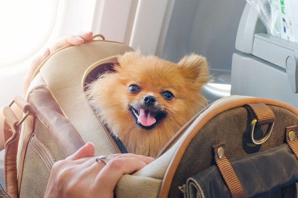 It's tempting, but never let your dog out of their carrier during the flight