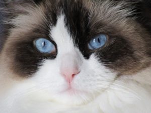 Ragdolls have a sweet temperament, making them one of the most popular expensive cat breeds