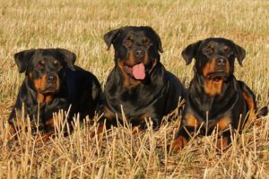 Rottweilers work well with families, as guards, as service dogs, and in military usage