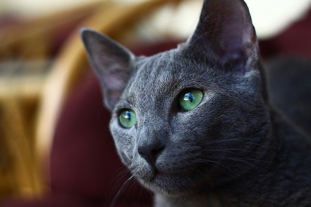 Most grey cats are confused for Russian Blues