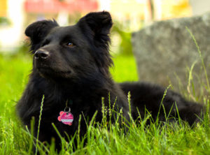 Schipperkes worked as dock dogs, and they require a lot of training