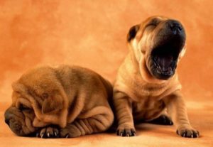 Chinese Shar-Peis have cute wrinkled faces