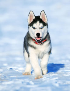 Siberian Huskies rank as 15th in the most popular dog breeds