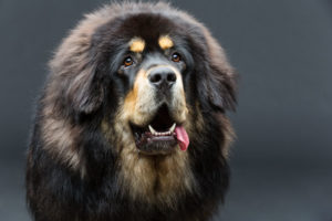 The most expensive dog ever sold was a Tibetan Mastiff