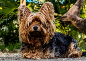 With their easy portability, Yorkshire Terriers earn their spot on the most popular dog breed list