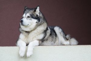 The Alaskan Malamute is bigger than its Siberian cousin