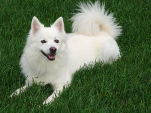 American Eskimo Dogs are known for their white, fluffy coats