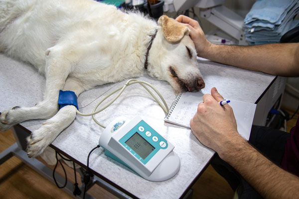 The cost to spay or neuter a dog includes all of the anesthetic monitoring