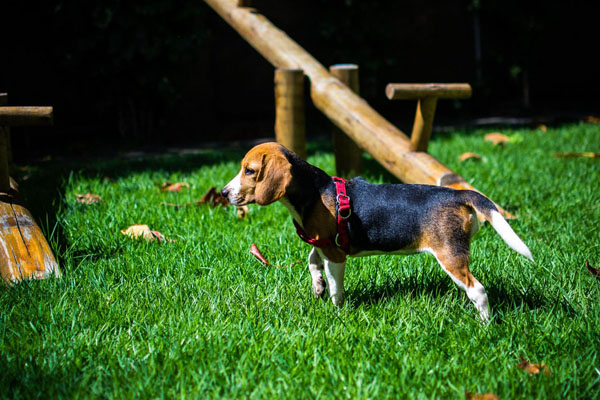 Puppy-proofing the yard allows your kiddo to explore safely