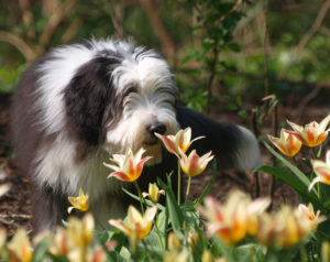 Bearded Collies are extremely intelligent and fluffy