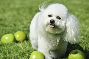 The Bichon Frise may not always wear the fluffy coat, but they're always adorable