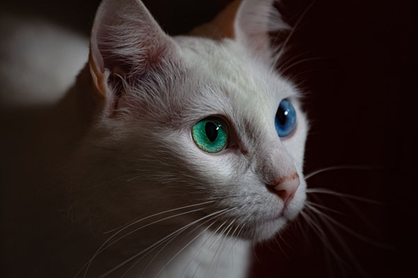 Cats with one blue eyes may end up deaf