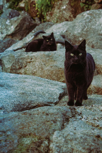 Black cats featured in positive and negative mythology