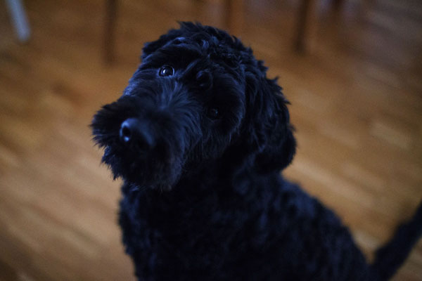 The black eyes and nose often make photographing black dogs difficult