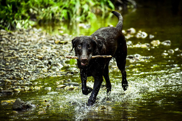 Black dog names don't have to be common or expected