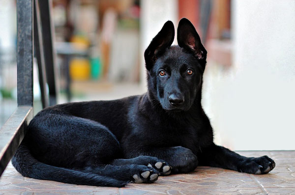 Black dogs have appeared as both good and bad luck symbols