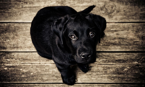 Always look at your puppy's personality before sorting through black dog names